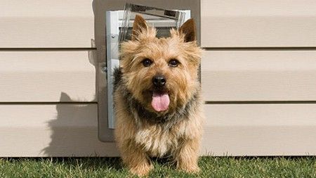 Pet Door Installers