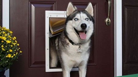 Dog Door Installers in Woodcrest