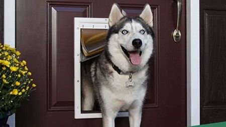 Dog Door Installers in Jurupa